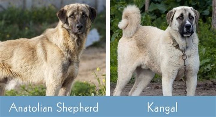 Discover the Wonders of Kangal: A Comprehensive Guide to Turkey's Majestic Breed