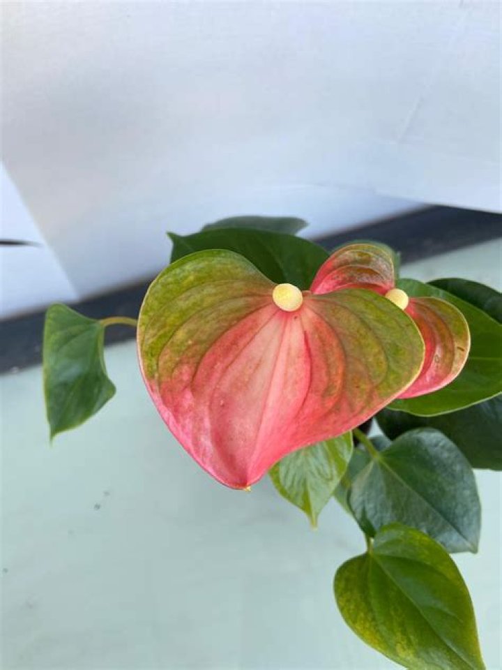 Exploring the Fascinating World of Emma Anthurium Latin