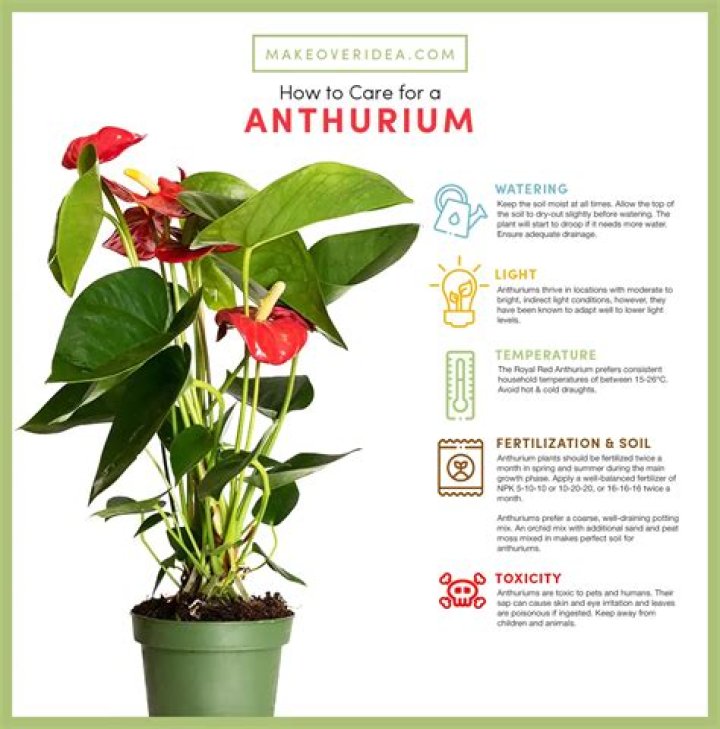 Unveiling the World of Emma Anthurium Twitter: A Comprehensive Guide