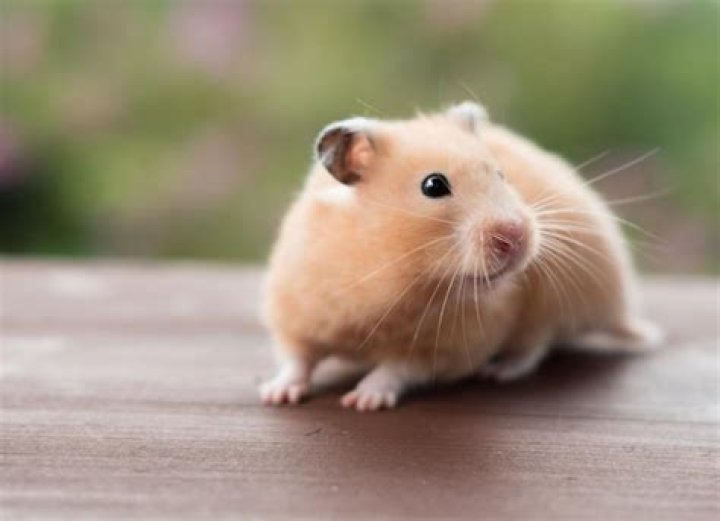 What is X Hamster: A Comprehensive Guide to Understanding the X Hamster Breed